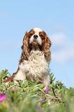 CAVALIER KING CHARLES 263